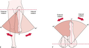 hip external and internal rotation