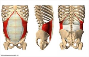 transverse abdominis